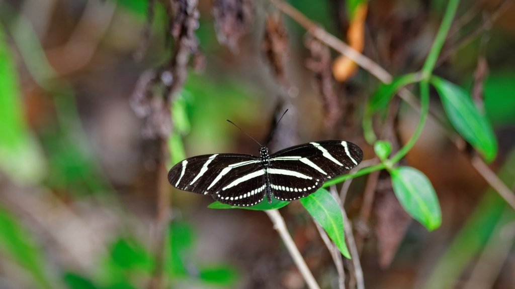 02 - Everglade NP (5).jpg